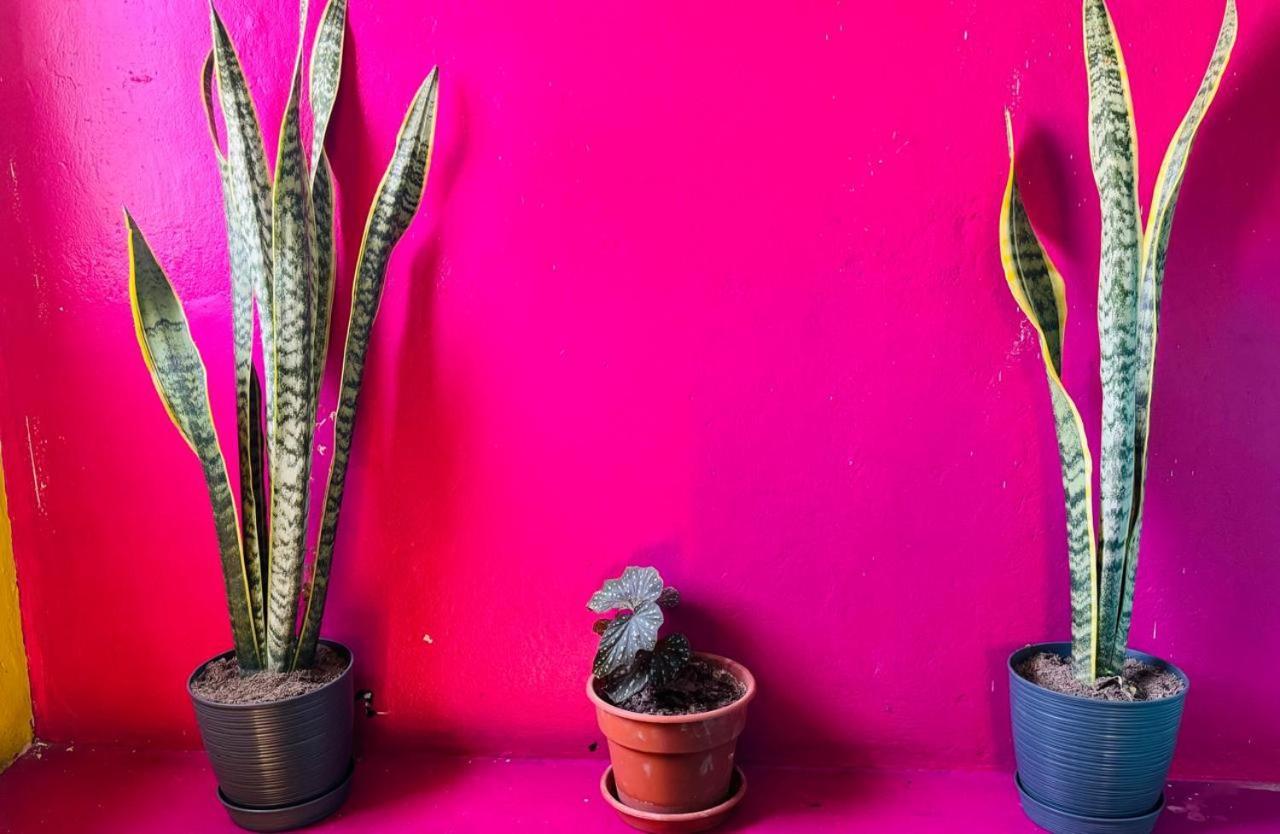 Maison Verte - Budget Edition Arequipa Ngoại thất bức ảnh